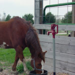 Cheval avec Robinet